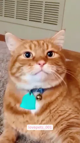 Cats understand English.#cats #cutecats #foryou #funnytiktok #funnyvideos #usa #funnyanimals #fypシ #cute #funnycat #catlover #funnypets #viral #funny 