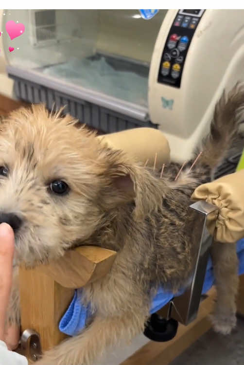 Rescue a dog.#rescue #rescueanimals #animals #dog #puppy #pitiful #heartwarming#optimism #tenaciousd #foryou #fyp #fypシ 