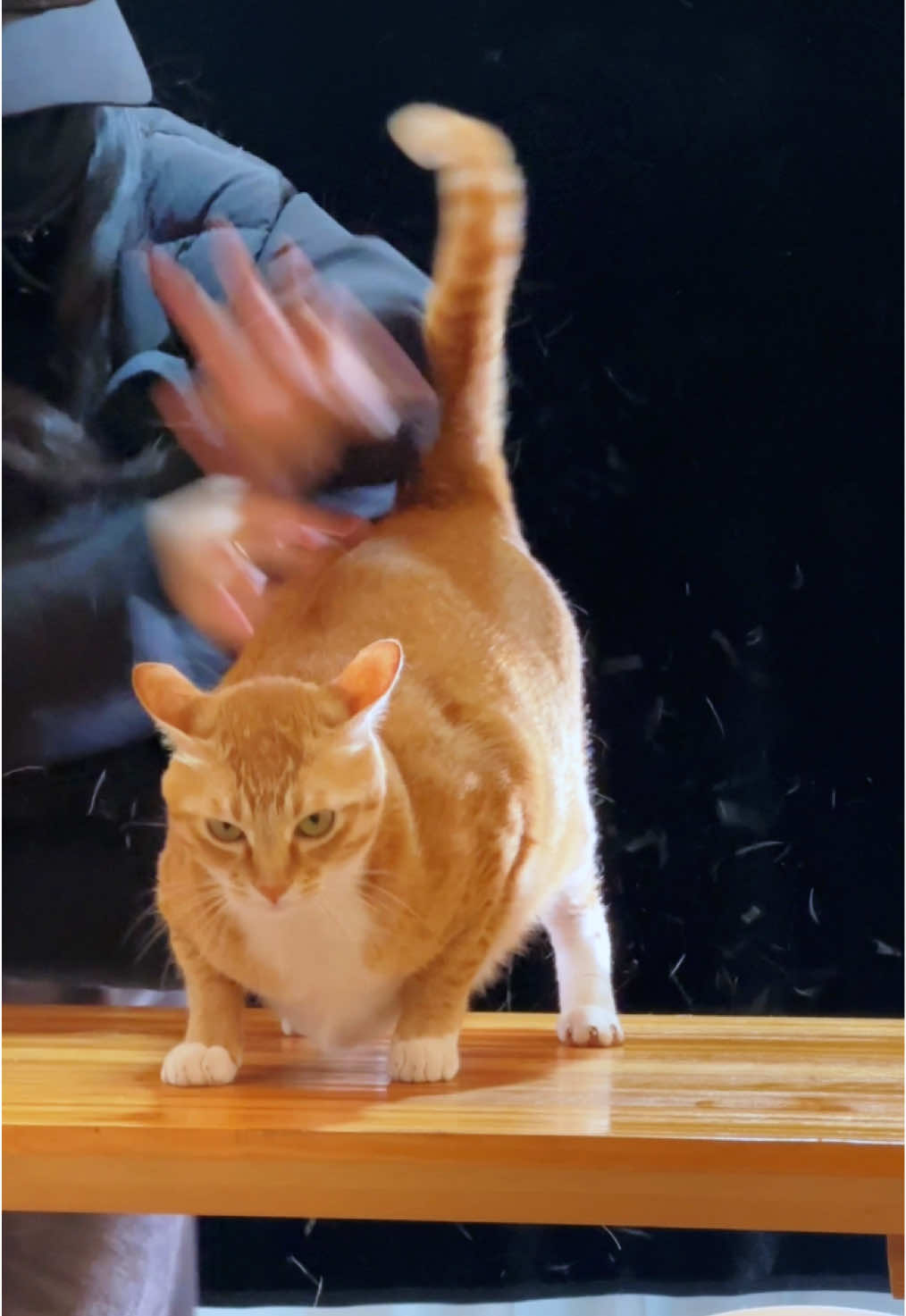 Cat owners all understand 🥹😖😺#cat #cats #funnycat #fyp #catsoftiktok 