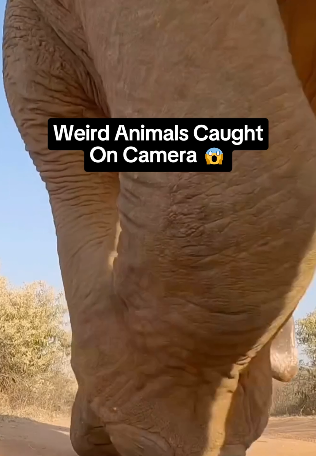 Weird Animals Caught on Camera 😳 #animals #weirdanimals #animal #weird #interesting #caughtoncamera #fyp 