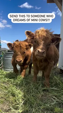 Available mini highland cow going for $1000 #farmanimals #farmanimalsoftiktok #cows #highlandcow #cowboybebop #minicow 