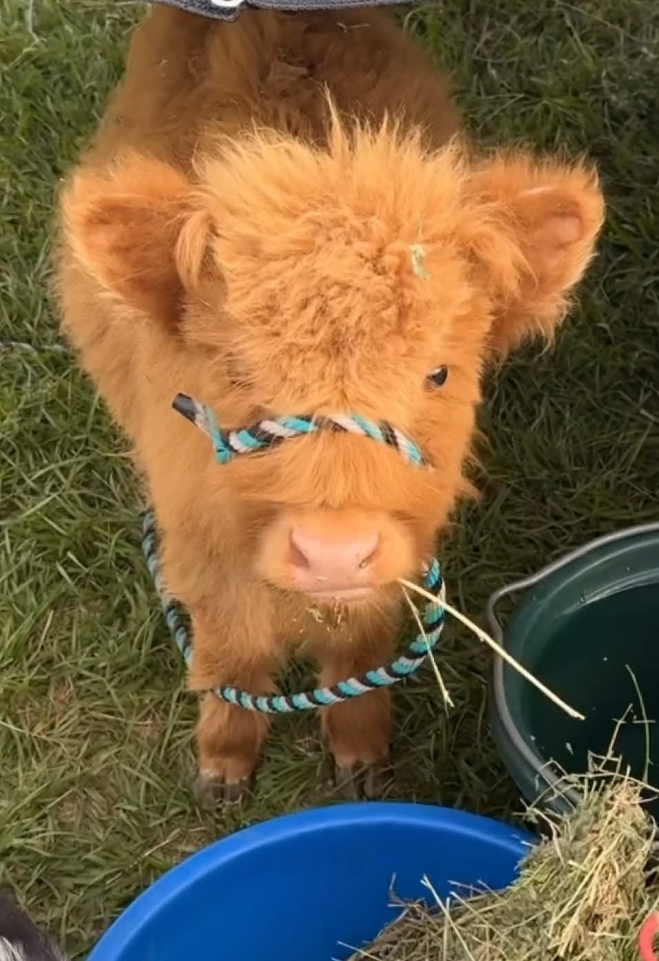 Meet Prim, our honorary goat.