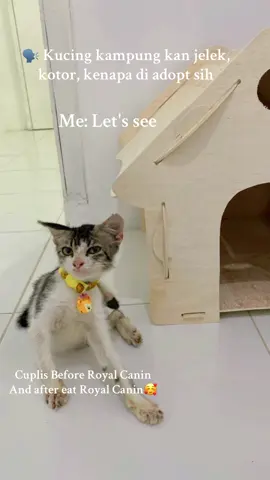Cuplis udah glowing bgt #kucingkampung #kucingrescue #kucinglucu #rescuekucingjalanan #pecintakucing 