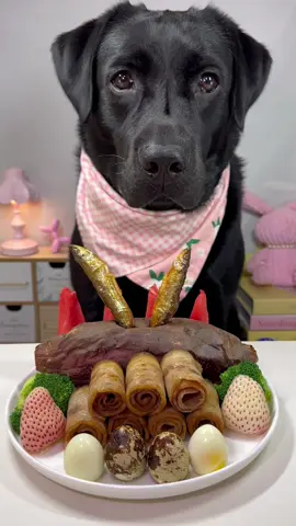 #labrador #cute #dog #pet #feed 