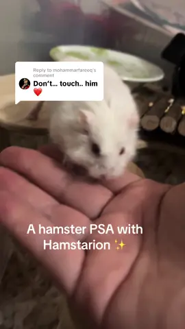 Replying to @mohammarfareeq an opportunity for an important hamster PSA :) #hamstarion #astarion #hamster #hamdtersoftiktok #pet #petcare #animalhandling 