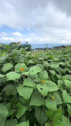 Tanaman yakon yang di tanam di ketinggaian yg tepat tanamanya akan subur dan lebat daunya ##tanamanyakon #yakon #umbiyakon #ubiyakon #yakonwonosobo 