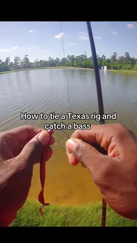 #fishtok #bassfishing #texasrig #fishing 