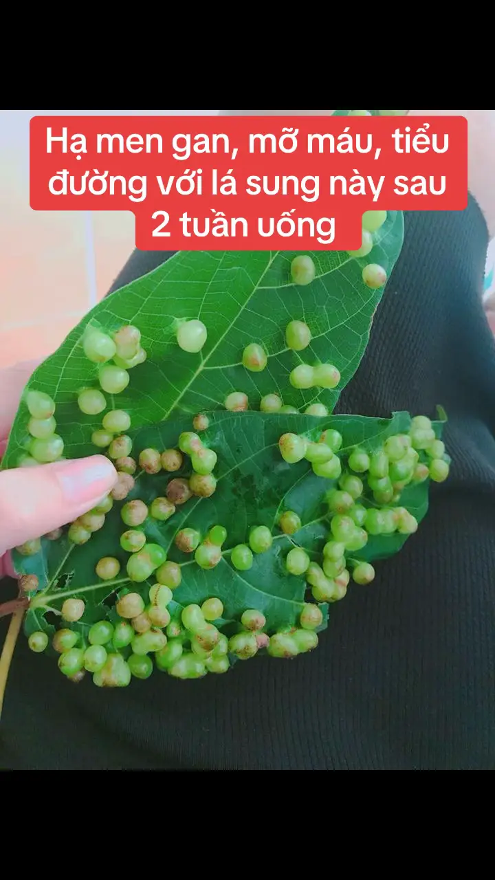 #suckhoe #chiasekinhnghiem #caythuocvuonnha 