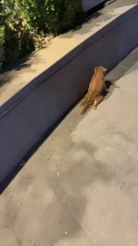 We found and rescued an injured kitten #animal #rescueanimal #animallover #animalsoftiktok #kitten 