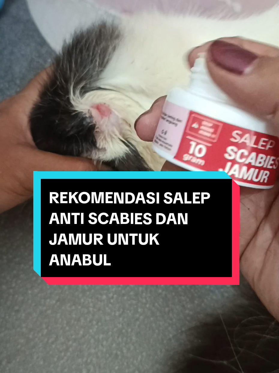 Rekomendasi Salep anti scabies dan jamur dari @novamosofficial . Untuk perawatan luka luar seperti luka infeksi karena jamur,scabies atau masalah kulit lainnya. #salepscabiesdanjamurnovamos #salepantijamurkucing #salepscabiesampuh #salepjamurscabiesanabul #rekomendasisalepscabiesdanjamur