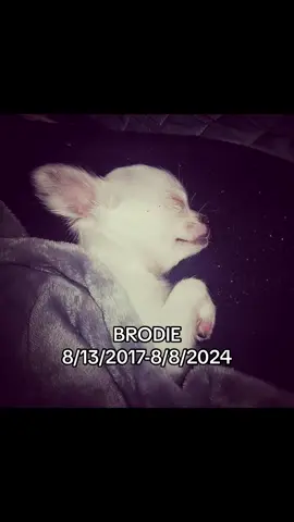 #chihuahua #teacupchihuahua #fyp #viral #brodie 