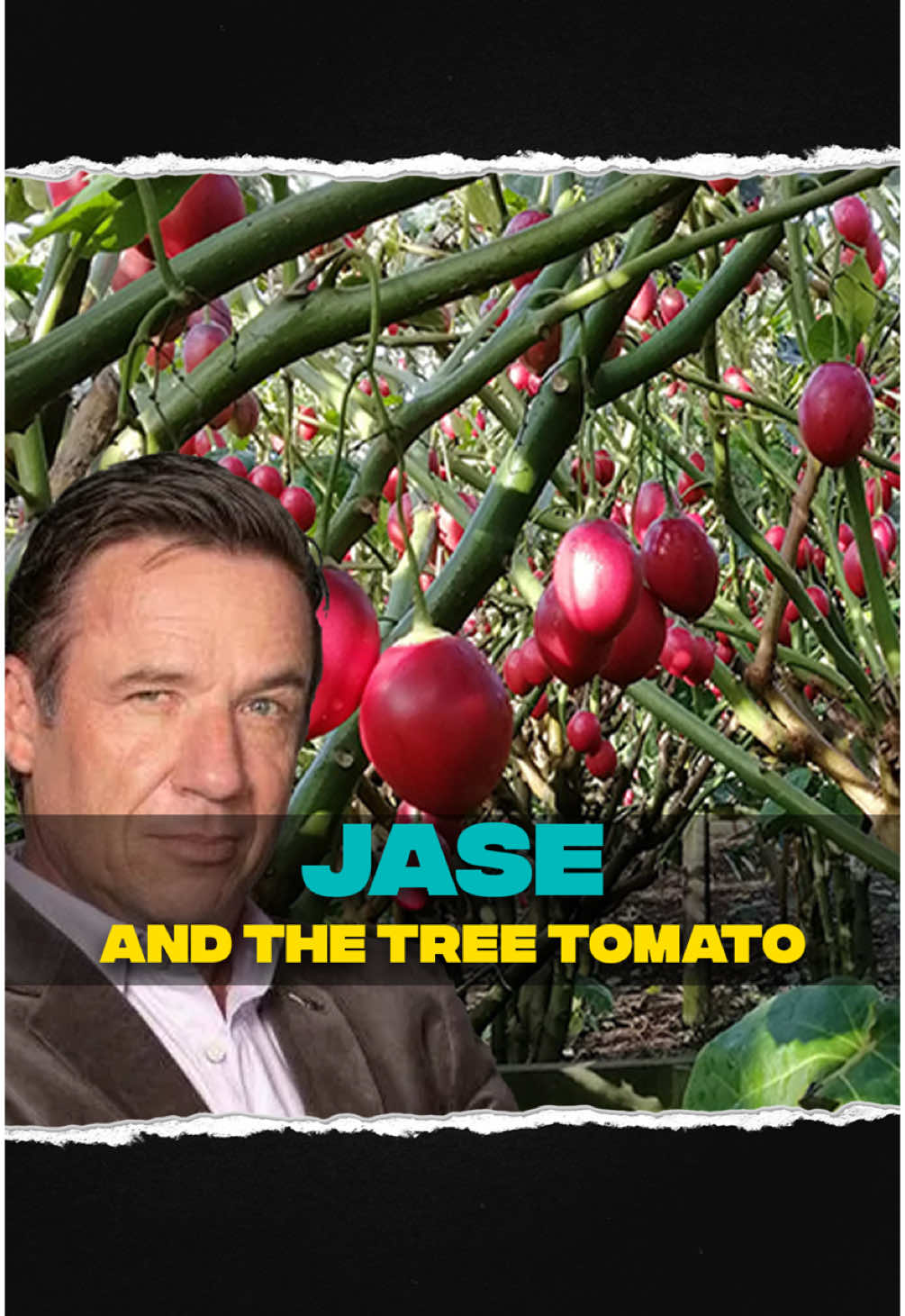 Can we not have a simple chat about tamarillos?.. #nzpodcast #nz #newzealand #humour #humor #mate #comedy #radio #podcast #aotearoa
