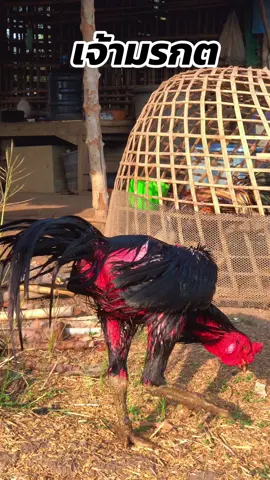 #เทรนด์วันนี้ #ฝากติดตามด้วยนะ #ง่อนร้อยสารคาม #ไก่ไซง่อนร้อย เจ้ามรกต❤️😄🌹