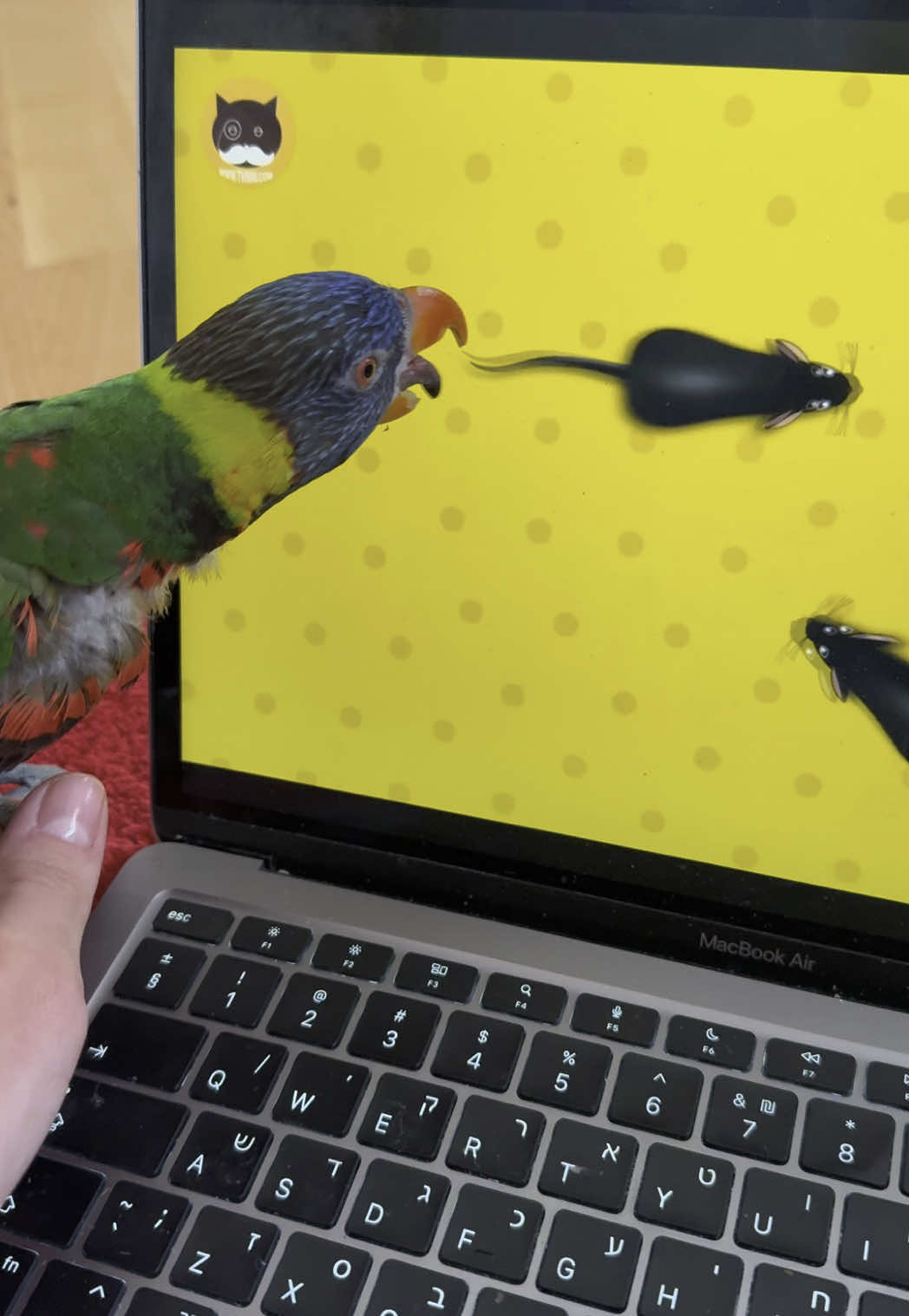 When you’re parrot but also a bit of a cat at heart #kikithelorikeet #lorikeet #talkingparrot #lorikeetsoftiktok #parrotsoftheworld #funnyparrot #animalsoftiktok #rainbowlorikeet #lorikeettiktok #coconutlorikeet #parrotsoftiktok #biaklorikeet #rainbowlorikeetsaresweet #parrot 