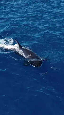 Thank you for watching. Please consider subscribing to our channel for more videos. We truly appreciate your support. #fyd #nature #beauty #wildanimals #beauty #wildanimals #viral #beach #reels #natureloversgallery #instagood #travel #beauty 