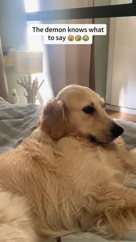 Is this the bark a dog can make?😂🤣🤣#dog#funny#funnyanimals#funnypets#animals#dogsofttiktok #pet #foryou #longervideos#usa