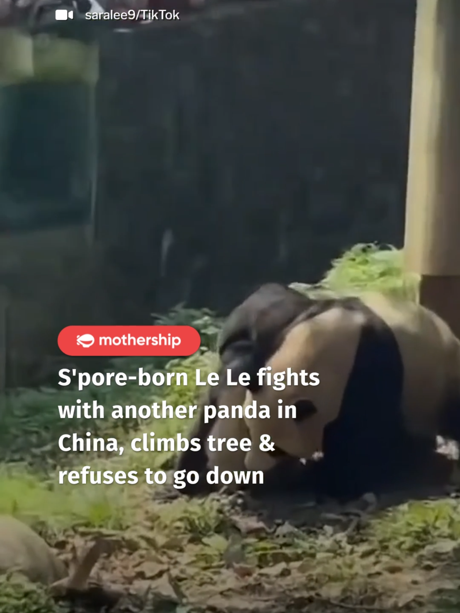 The fight had left Le Le with skin injuries and scratches, but nothing serious, according to the keeper. Following an assessment, the panda centre said they decided to house Le Le and Qing Zai separately. Le Le remains in the original enclosure, while Qing Zai was moved off-display. #panda #animals#animalsoftiktok