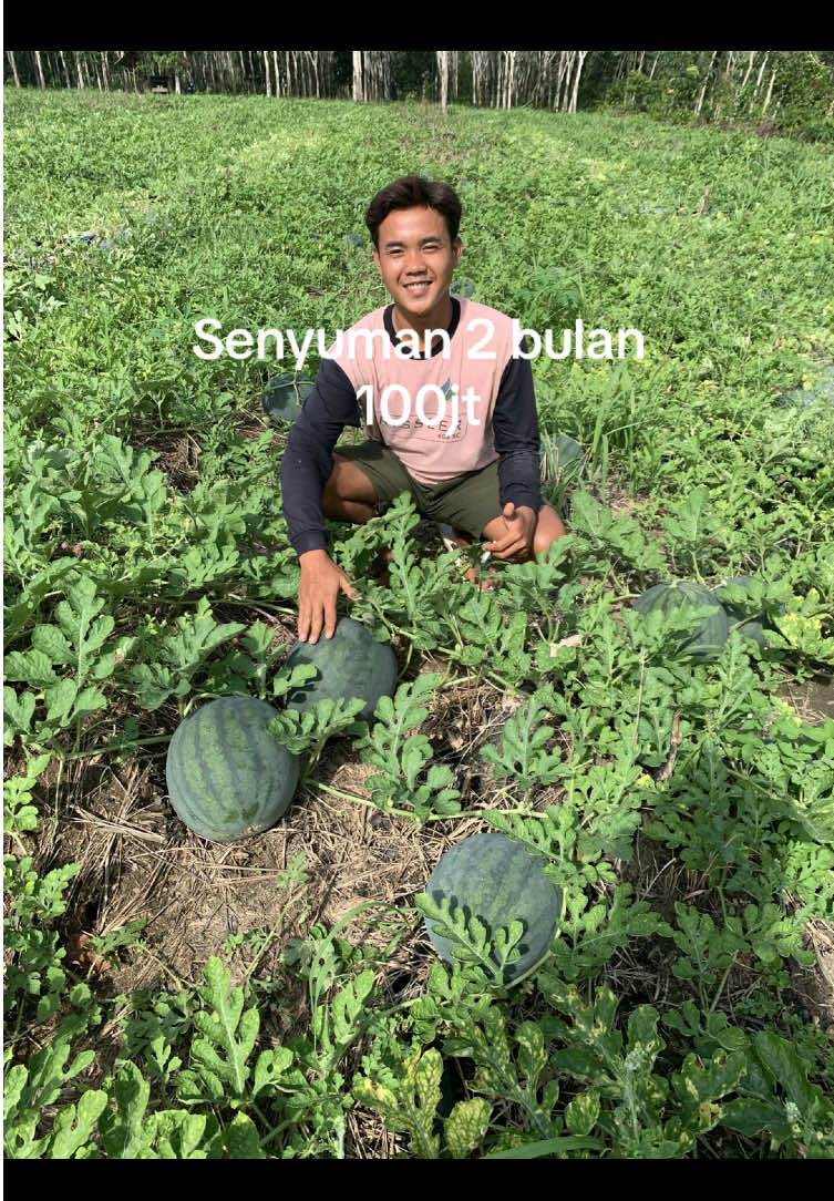 Karo lemah e #petaniindonesia🇮🇩🇮🇩🇮🇩🌿🌿 #fyp #semangka #petaninusantara #petanisemangka🍉🍉 