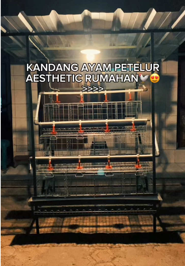 Kandang ayam petelur aesthetic skala rumahan, sekarang kamu bisa ternak di rumah tanpa ngeluarin modal besar tapi kamu tetap untung😍 Info pemesanan : dm ke tiktok minzi😍 #peternakzilenial #peternak #peternakmuda #ayampetelur #ayampetelurindonesia #kandangaesthetic #kandangskalarumahan
