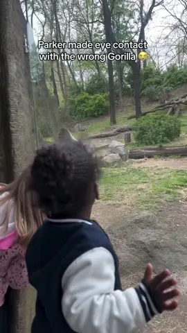 Intersting gorilla behaviors you’ve never seen  #orangutan #fujjyvideos #funjyanimals #funnytiktok #animals #animallover #animalsfiktok #happy #funny 