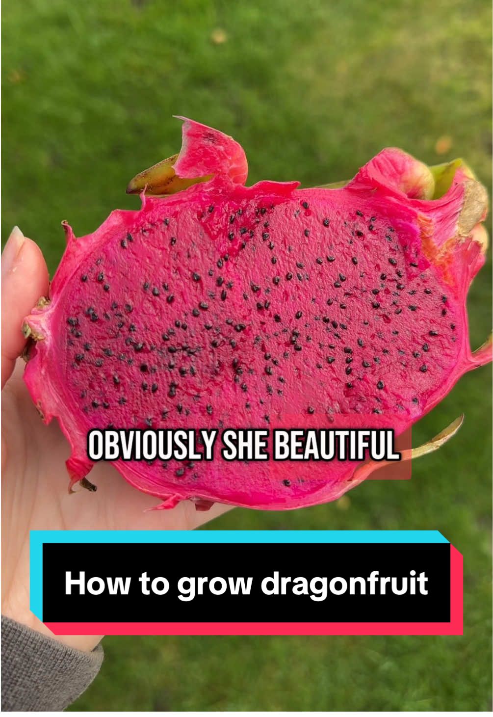 Just call me the mother of dragons 😏  How to grow dragonfruit! This one takes a lot of patience. I started at the end of last summer and the seedlings didn’t pop up until spring time! 🌱 I actually almost threw it away and gave up on them that’s how long it took!  Its a good idea to cover them with cling film or a freezer bag as it helps to keep it warm and humid and encourages germination.  Happy growing! 🥰 #howtogrow #dragonfruit #seedlings #growyourfood #growyourownfood #gardening #gardentok 