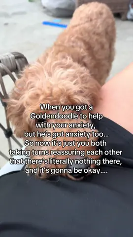 We both over here an anxious mess. #anxiety #emotionalsupportanimal #goldendoodle #doodles #doodlesoftheworld #doodlesoftiktok #dogtok #teamwork 