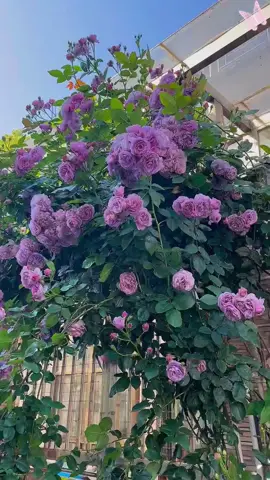 Rosas trepadoras.ilogra una cascada de flores en la pared con facilidad!#rose #seeds #homegarden #rose #amazing #courtyard #plants #growflowers #chineserose 