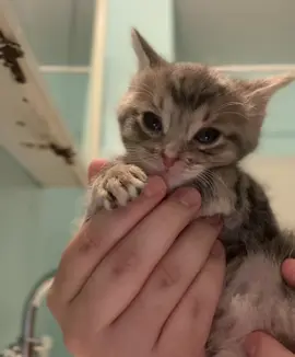 #catedit
