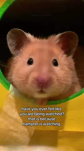 whatever you do, don’t look him in the eye!!👀🐹😱 . . . . . #hamsters #hamsters🐹 #hamstercult #hamsterlover #hamsterlife #cutepets #funny #syrianhamster #dwarfhamster #hamsterdaily #hampter #hamster #hamstersoftiktok #viral #foryou #trending #hamstergang #fyp #funnyhamster #team #silly #girlssupportgirls #stash #snack #hamochihamsters #halp #chew #cutenessaggression #wildanimals #animalsoftiktok #animal #spooky #dontlook #whatever #blink #dontblink #game #gameover 