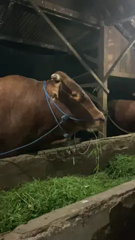 #sapi #sapisuper #jagalsapi #peternaksapiindonesia 