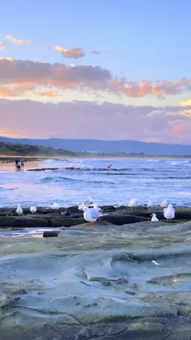Wollongong north beach is one of the best beach to visit with your family with plenty of car parking, bbq area and a playground for your little one 🤩#creatorsearchinsights #fyp #wollongong #beach #playgroundoutdoor #sunset #picnic #fyppppppppppppppppppppppp #alhamdulillah #muslimtiktok #family #travel #travelvlog #travelvideo 