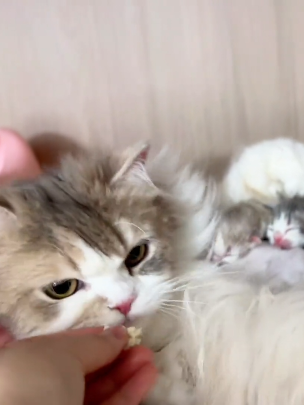 Still a baby, yet already a mama cat.#pets #cute #cats #kitten 