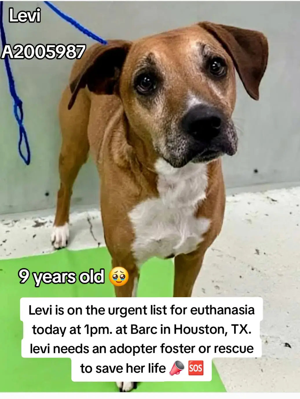 Levi is on the urgent list for euthanasia today at 1pm. at Barc Shelter in Houston, TX. Levi needs an adopter foster or rescue to save her life 📣  Name Levi  ID A2005987 9 years old 🥹 Spayed Female.  HW- Adopt or foster and save a precious life today 💗  Please message @twoyorkies  If you can help 🙏  📍Address  Barc Animal shelter  3200 carr st Houston TX, 77026 #adopt #rescue #foster #dogsoftiktok #fosteringsaveslives #houston #texas #urgent #hero #help 