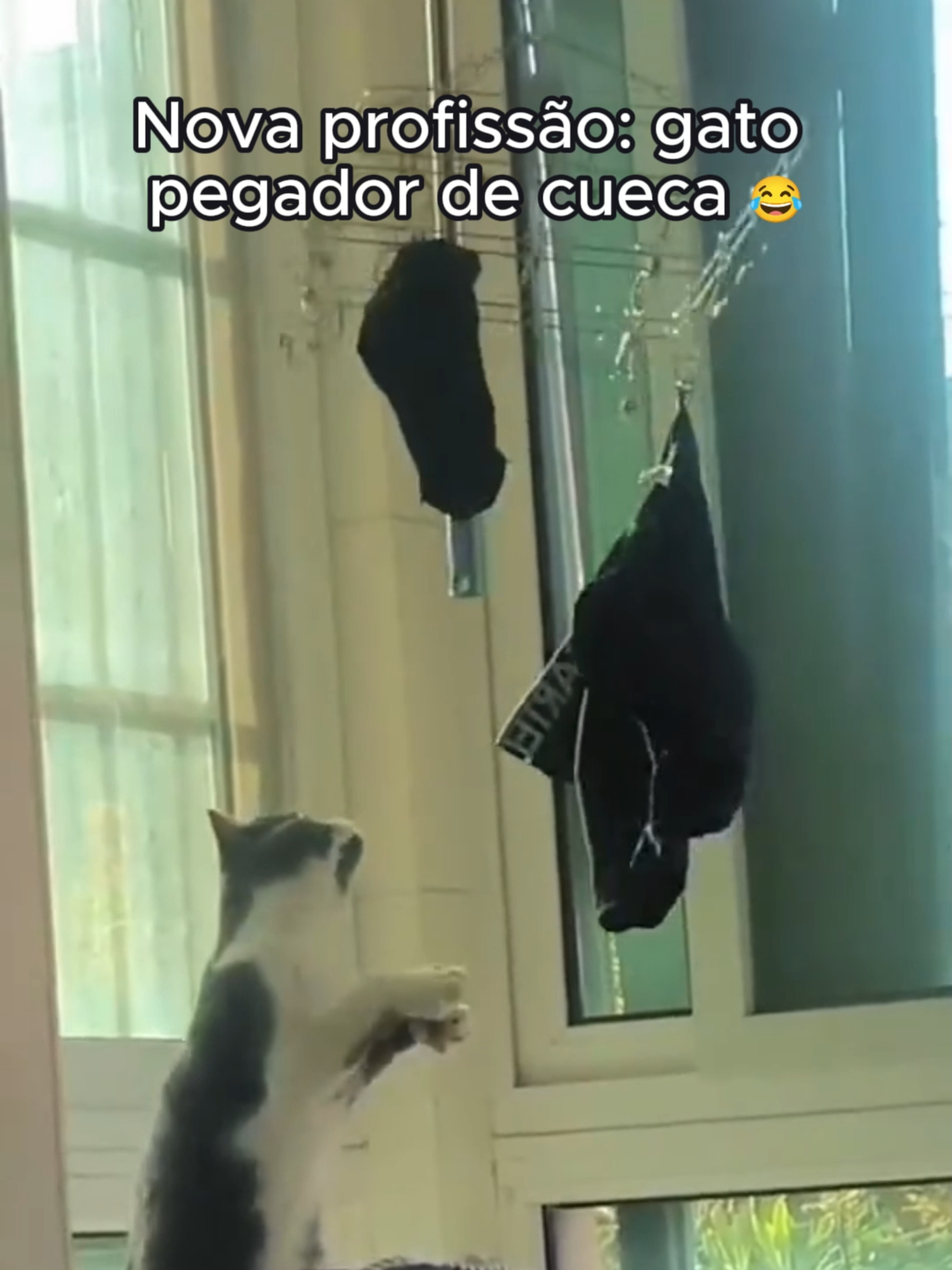 Nova profissão: gato pegador de cueca 😂. #GatoLadrão #CuecaNoVaral #PetComédia #GatoDoCrime #MemeAnimal