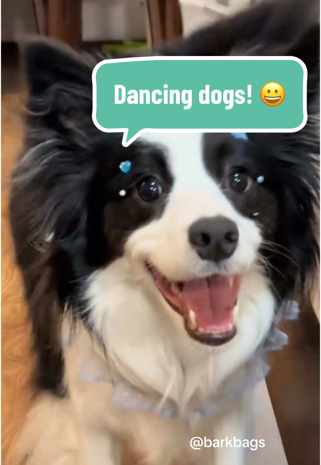When the beat drops and your pups can't help but groove! 🐾🎶 Watch these canine cuties strut their stuff to 