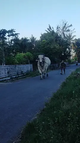 pesona desa#fyp #sapijumbo #cowboy #sapiqurban #cow #sapipo #sobatngaret #sapi #sapibrahman #po #brahman #masiyun #setiafarm 