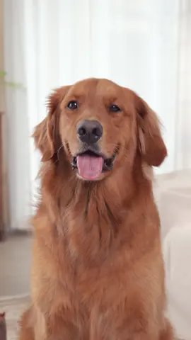 Let cleaning gloves revolutionize your pet grooming!#HICCPet #Pet #dogsoftiktok