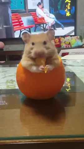 Kau ni ape