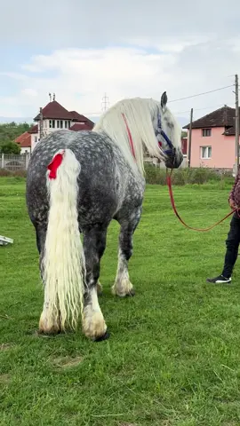 La monta la fratele Spiru din Luncă #LEO_TATA_CAILOR👑🐴 