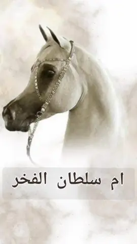 شيلة باسم ام سلطان