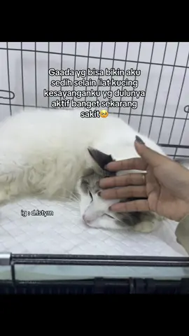 Cimeng cepet sehat ya nak🤍#kucingsakit #kucingflutd #flutdkucing #kucingtiktok #kucing #kucinglucu 