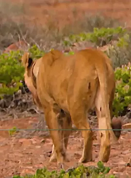 #fyp #animals #wildlife #lion #foryoupage 