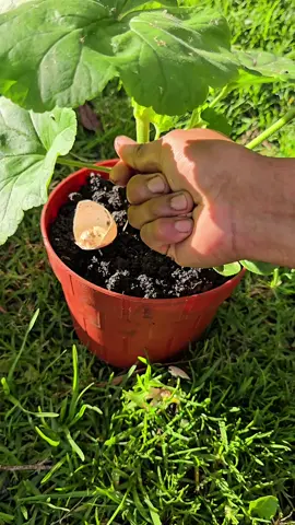 Protect your plants naturally and effortlessly using crushed eggshells! Just dry, crush, and spread them around your pots or garden to create a physical barrier that slugs and snails won’t dare to cross. Plus, they add calcium to your soil over time. Eco-friendly, pet-safe, and totally free! #PlantCare #GardeningTips #SlugFreeGarden #NaturalPestControl #EggshellsForPlants #OrganicGardening #EcoFriendlyGardening #HomeGardening #GardenHacks #SustainableLiving 