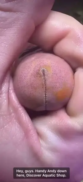 🤣STITCH INCOMING🤣 A whole new way to look at a starfish 🤔 ⭐️  Ps. 3 of you sent this to me waiting for a stitch! 🤣 #silly #funny #humor #dirty #dirtyhumor #comedy #funnyreels #stitch #starfish #fy #fyp #fypage #foryou #foryoupage #explore #explorepage #sillyvideos #funnyvideos