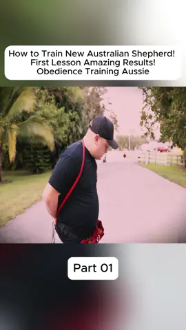 #gsd #dog #DogTraining #DIY #trainer #training