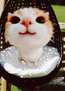 Smiling Kitty Stole My Heart #SmilingCat #CuteKitty #CatSmile #AdorablePets #MeowMagic #PetTok #CatTok #HappyVibes #WholesomeContent #FurryFriend #CutenessOverload #KittyLove