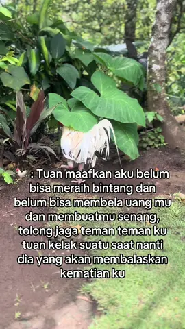 Jangan senang dulu#ijintiktok #tidakadahewanyangtersakiti #ayamimportfilipin🇵🇭 #lewatberanda #fypppppppppppppppppppppppppppppp ##fypppppppppppppppppppppppppppppp #fypppppppppppppppppppppppppppppp #fypppppppppppppppppppppppppppppp #fypppppppppppppppppppppppppppppp 