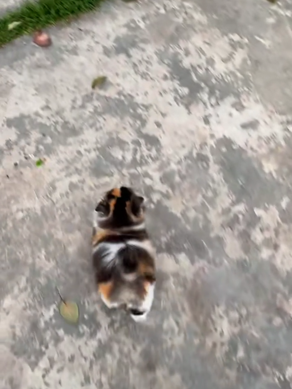 #kucingtiktok #kucinglucu #kucing 