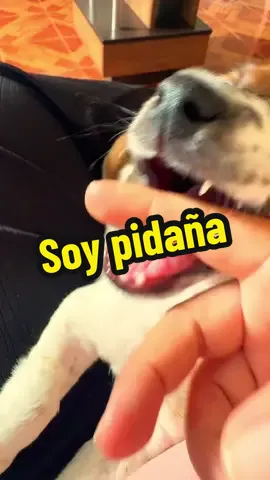 Soy pidaña #perritostiktokers #soypidaña #dientes