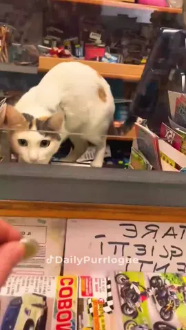 #cat #catsoftiktok #catlovers #cats #funnycats #catlover #funnycat #fyp 